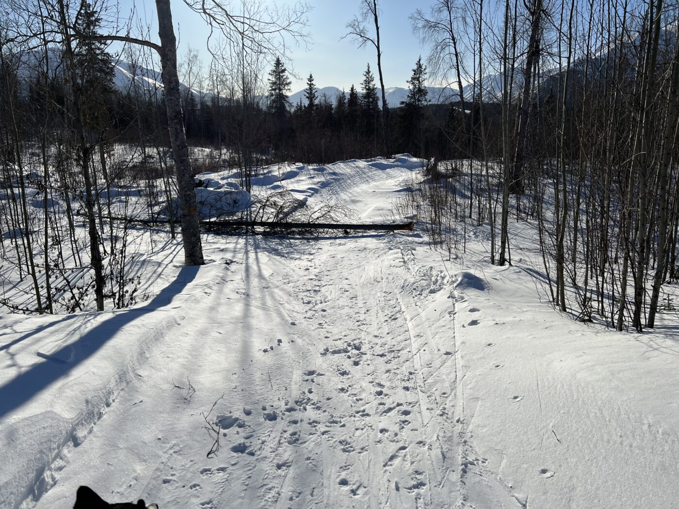 Dead spruce across the full width of the trail at Devil's Creek snow trails.