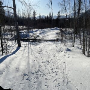 Dead spruce across the full width of the trail at Devil's Creek snow trails.
