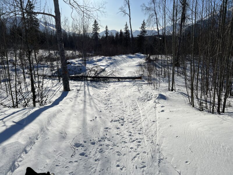 Dead spruce across the full width of the trail at Devil's Creek snow trails.